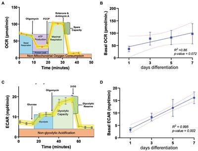 The AMPK activator metformin improves recovery from demyelination by shifting oligodendrocyte bioenergetics and accelerating OPC differentiation